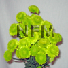 green chrysanthemum button